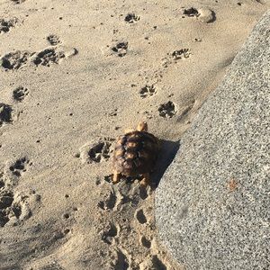 Meet your Posher, Ixchel